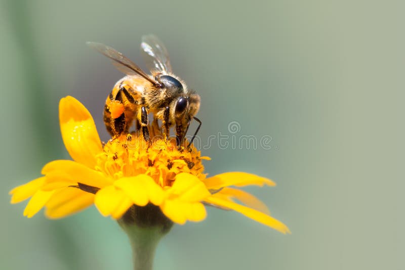 Honey bee pollinator close up macro photo. Bee is drinking nectar from yellow wild flower with proboscis extending into the flower head. Out of focus background. Honey bee pollinator close up macro photo. Bee is drinking nectar from yellow wild flower with proboscis extending into the flower head. Out of focus background