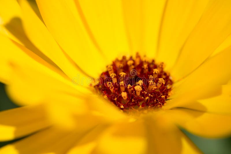 Cierre de la flor de Yelow para arriba imágenes de archivo libres de regalías Cierre de la flor de Yelow para arriba imágenes de archivo libres de regalías