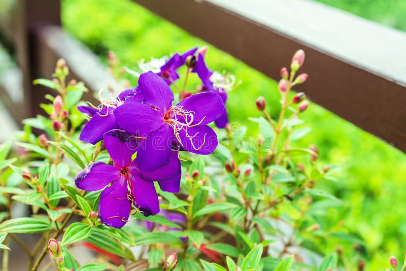 Cierre De La Planta De Flores Moradas Balsam O Impatiens Balsamina Y Hojas  Verdes En El Sol Matutino Imagen de archivo - Imagen de exterior, anual:  199845731