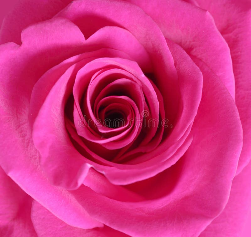 Cierre de la rosa del color de rosa para arriba foto de archivo Cierre de la rosa del color de rosa para arriba foto de archivo