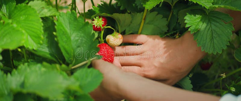 Cierre de las manos recogiendo una fresa madura en un entorno soleado y frondoso. berry roja brillante entre las hojas verdes.