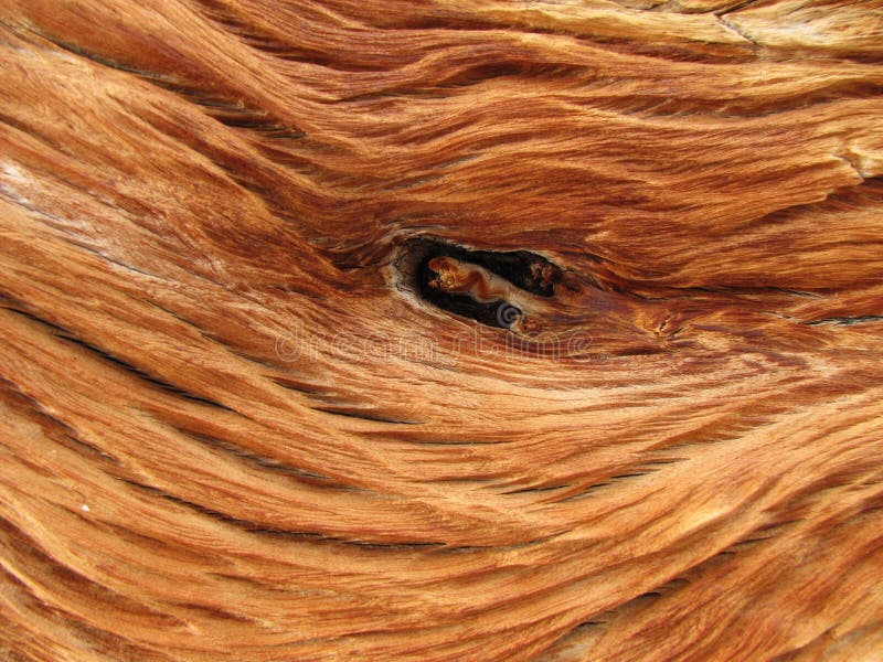 Close up of sand-blasted knot in a dead alpine tree root. Close up of sand-blasted knot in a dead alpine tree root