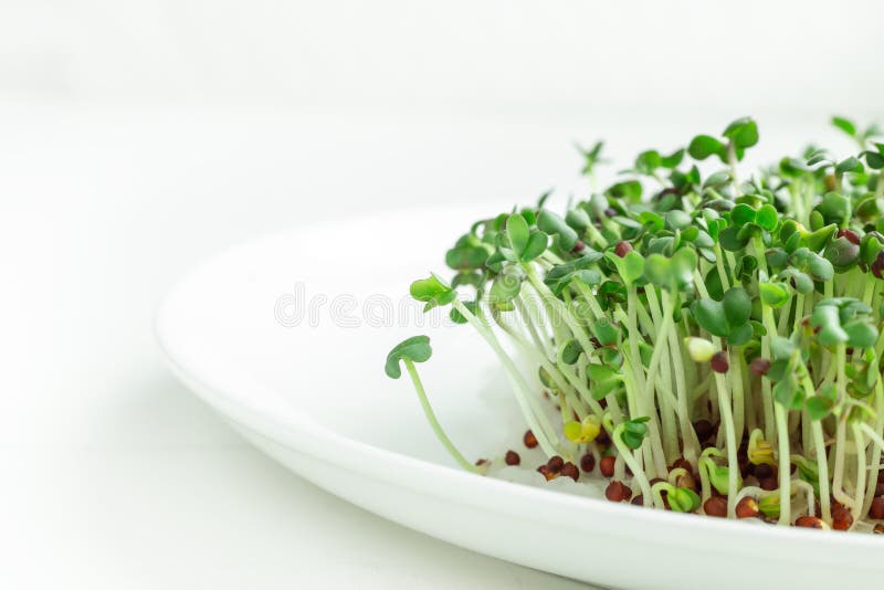 Cierre de micro verdes frescos Brotes de mostaza microverde en placa Microvegetales en crecimiento
