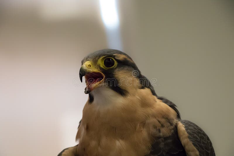 Cierre de Peregrine Falcon encima del retrato - peregrinus de Falco imagen de archivo Cierre de Peregrine Falcon encima del retrato - peregrinus de Falco imagen de archivo