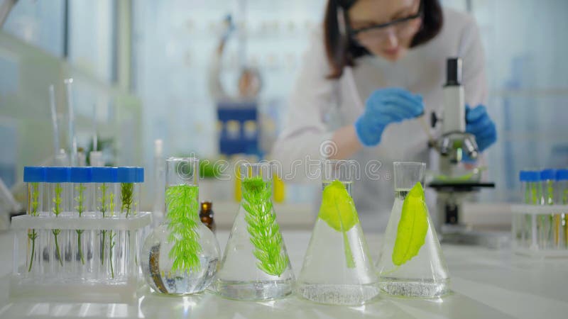 Cierre de plantas en la investigación microbiológica de tubos de ensayo un científico en un vestido de bata a través de un microsc