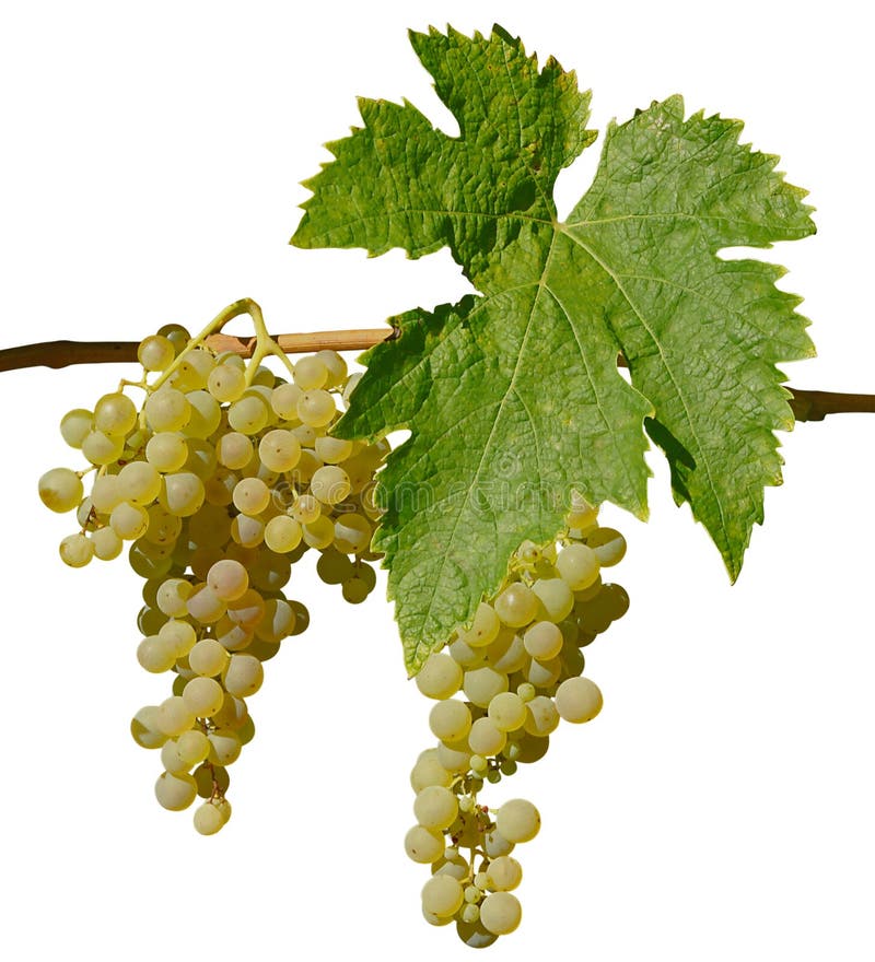 Close-up of bunches of white grapes with single leaves on white background. Close-up of bunches of white grapes with single leaves on white background