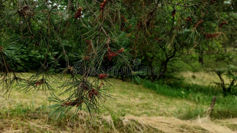 Cierre de ramas de abetos verdes y luminosas y frescas que soplan al aire libre. almacen de metraje de vídeo