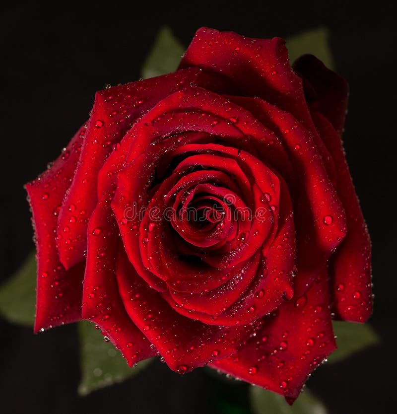 Cierre de Rose roja para arriba con las gotas de agua en los pétalos fotografía de archivo libre de regalías Cierre de Rose roja para arriba con las gotas de agua en los pétalos fotografía de archivo libre de regalías