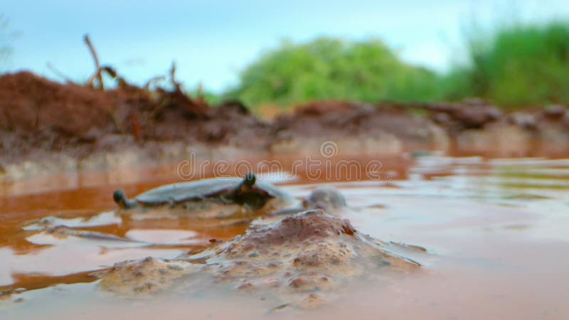 Cierre de un cangrejo en barro