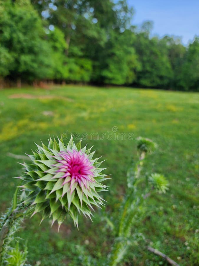 Cierre de un cardo con un vibrante centro rosado y hojas de araña verdes. tennessee imágenes de archivo libres de regalías