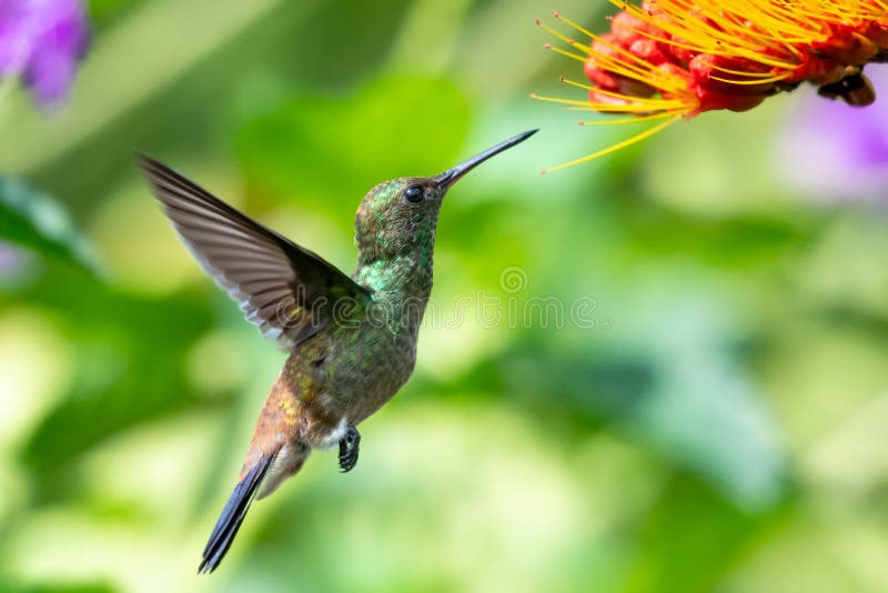 Cierre de un colibrí volando junto a una flor para alimentarse de ella foto de archivo