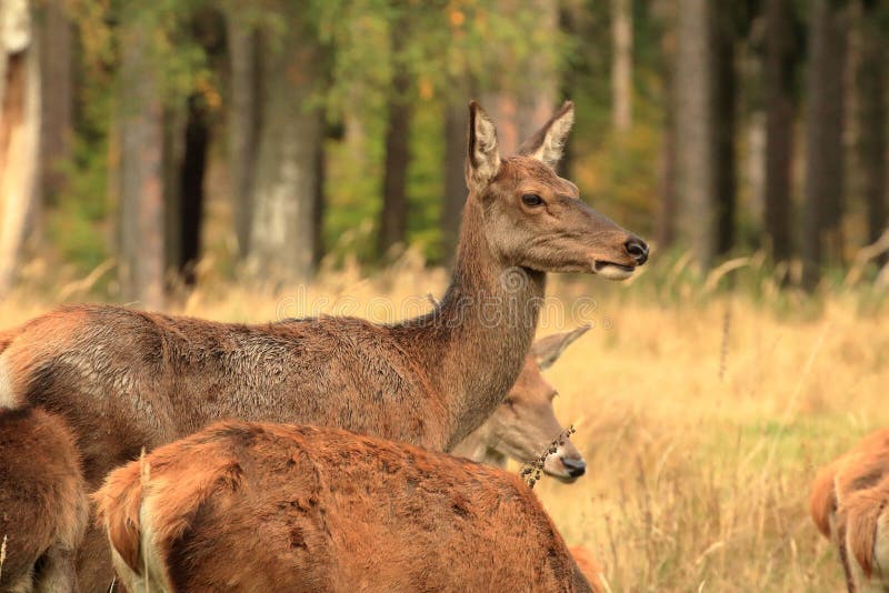 Cierre de un grupo de hembras vendidas en el bosque fotografía de archivo libre de regalías
