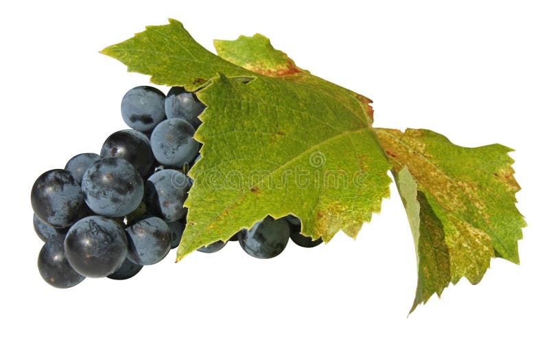 Close-up of a bunch of red grapes with single leaves on white background. Close-up of a bunch of red grapes with single leaves on white background