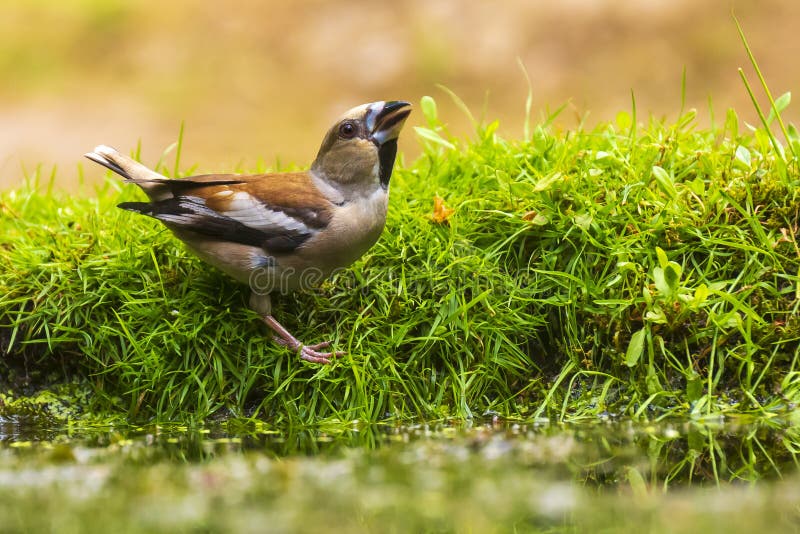 Cierre de un hermoso halcón mojado macho, Coccothraustes coccotracaustes beber, lavar, predecir y limpiar el agua imágenes de archivo libres de regalías