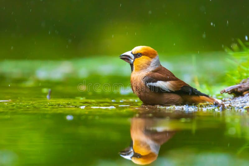 Cierre de un hermoso halcón mojado macho, Coccothraustes coccotracaustes beber, lavar, predecir y limpiar el agua foto de archivo libre de regalías