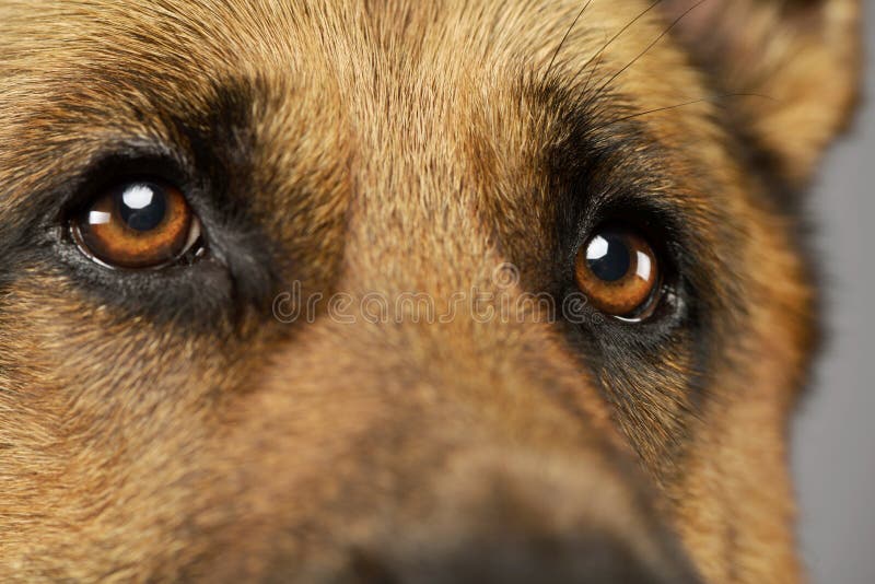 Closeup of a beautiful German shepherd with dazzling eyes. Closeup of a beautiful German shepherd with dazzling eyes