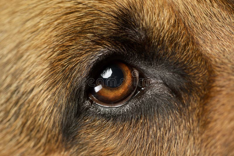 Closeup of a beautiful German shepherd with dazzling eyes. Closeup of a beautiful German shepherd with dazzling eyes