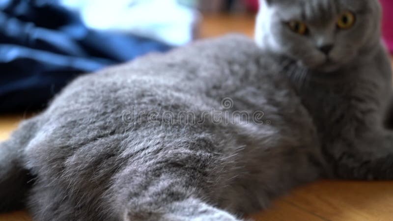 Cierre de un lindo gato de mascota de pelo británico grisáceo almacen de video