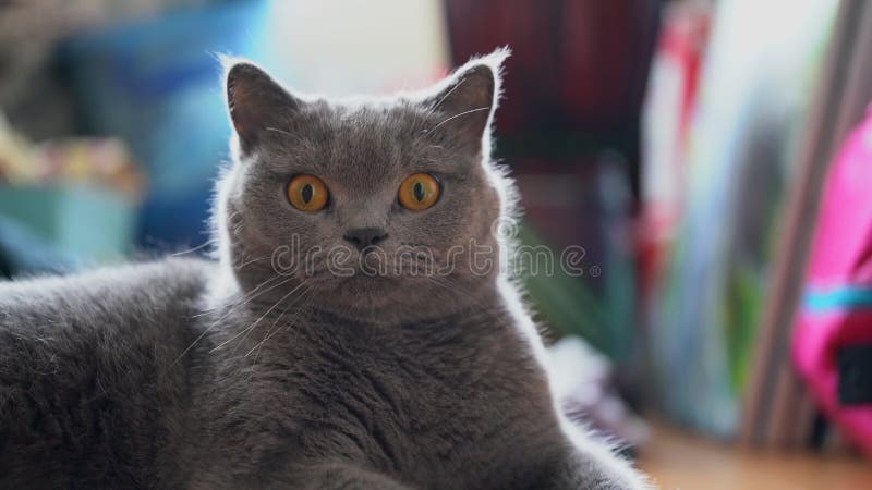 Cierre de un lindo gato de mascota de pelo británico grisáceo almacen de metraje de vídeo