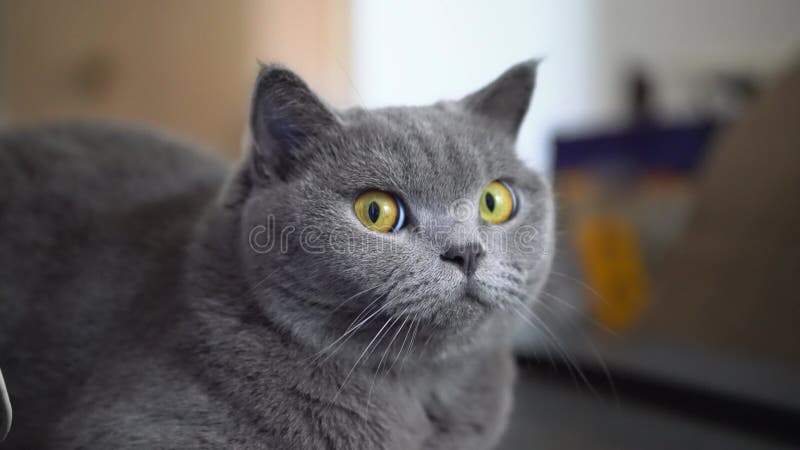 Cierre de un lindo gato de mascota de pelo británico grisáceo almacen de metraje de vídeo