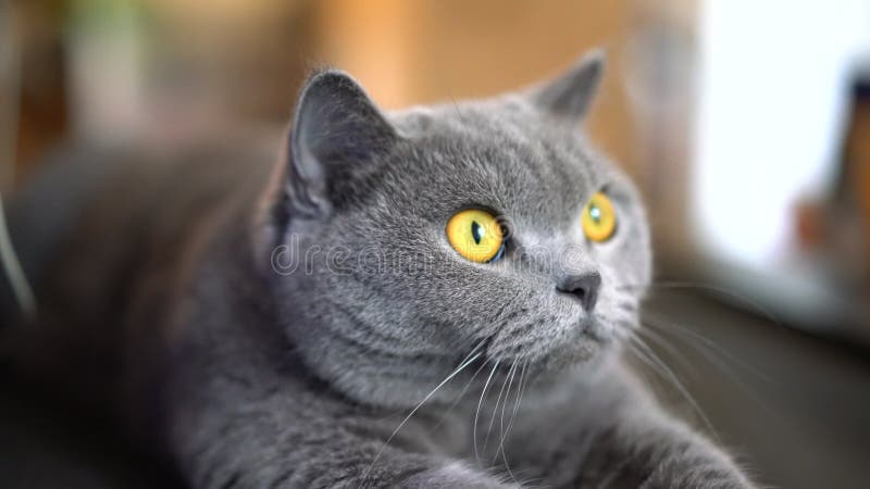 Cierre de un lindo gato de mascota de pelo británico grisáceo metrajes