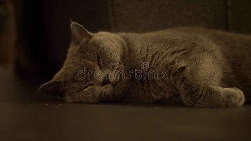 Cierre de un lindo gato de mascota de pelo británico grisáceo almacen de video