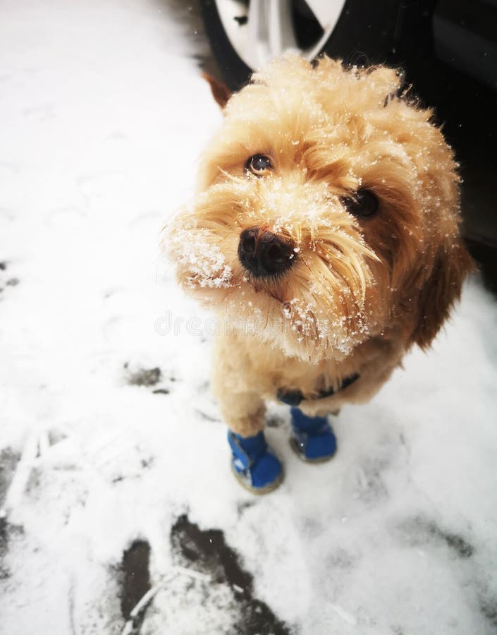 A closeup of a cute Cavapoo dog wearing a knitted blue socks. A closeup of a cute Cavapoo dog wearing a knitted blue socks