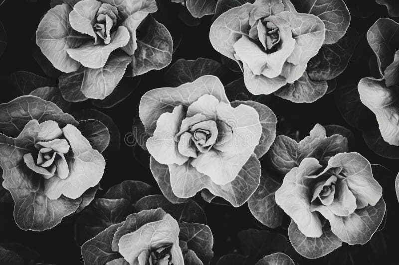 Cierre de un montón de flores blancas y negras imagen de archivo libre de regalías