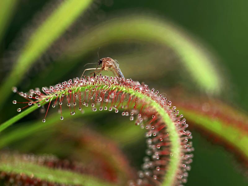 Cierre de un mosquito atrapado en la hoja de una planta de rocío carnívoro drosera capensis imagen de archivo