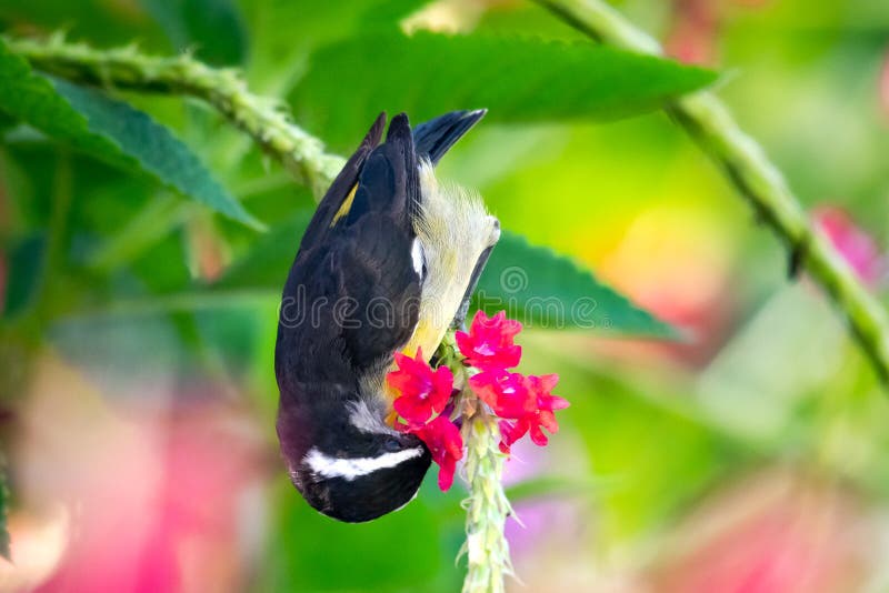 Cierre de un pequeño ave tropical alimentándose con néctar de flores rosadas foto de archivo
