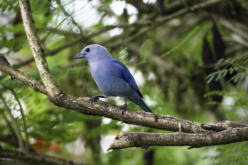 Cierre de un pájaro azul tropical encaramado en una rama de un árbol. Episcopus de traupis de tanager azul encaramado en un pequeño árbol en la isla de trinidad