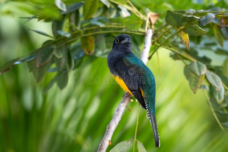 Cierre de un pájaro tropical colorido encaramado en una rama de fondo verde borroso imágenes de archivo libres de regalías