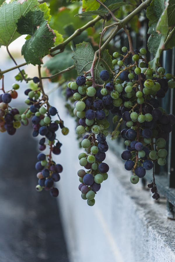 Cierre de un racimo de uvas verdes y púrpura que crece naturalmente imagenes de archivo