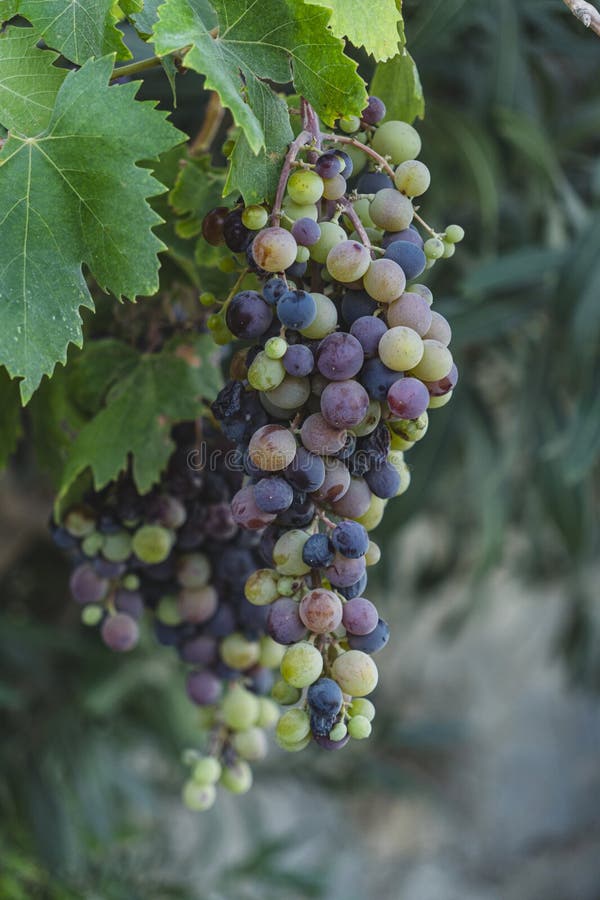 Cierre de un racimo de uvas verdes y púrpura que crece naturalmente imagen de archivo libre de regalías