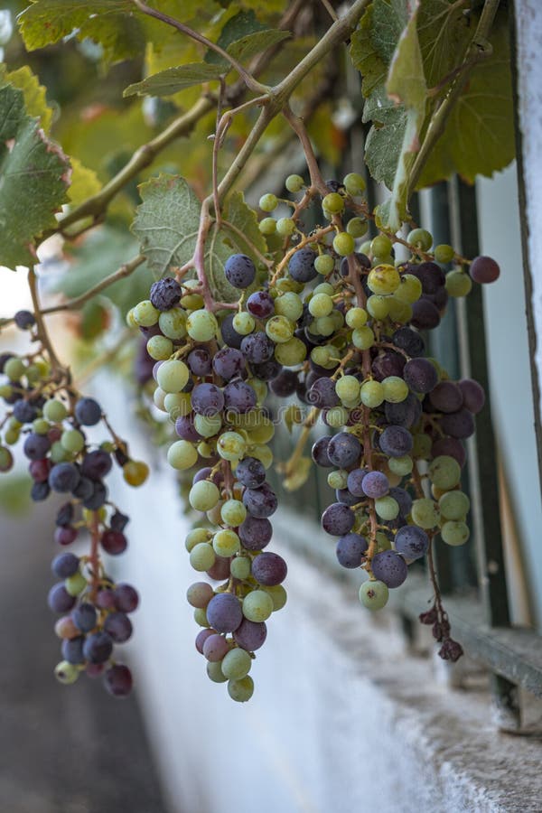 Cierre de un racimo de uvas verdes y púrpura que crece naturalmente foto de archivo