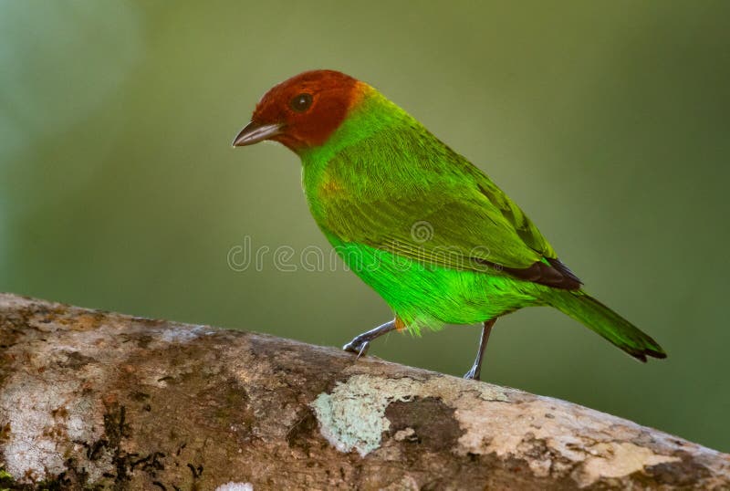 Cierre de un árbol tropical verde y rojo cazando bichos en un tronco imágenes de archivo libres de regalías