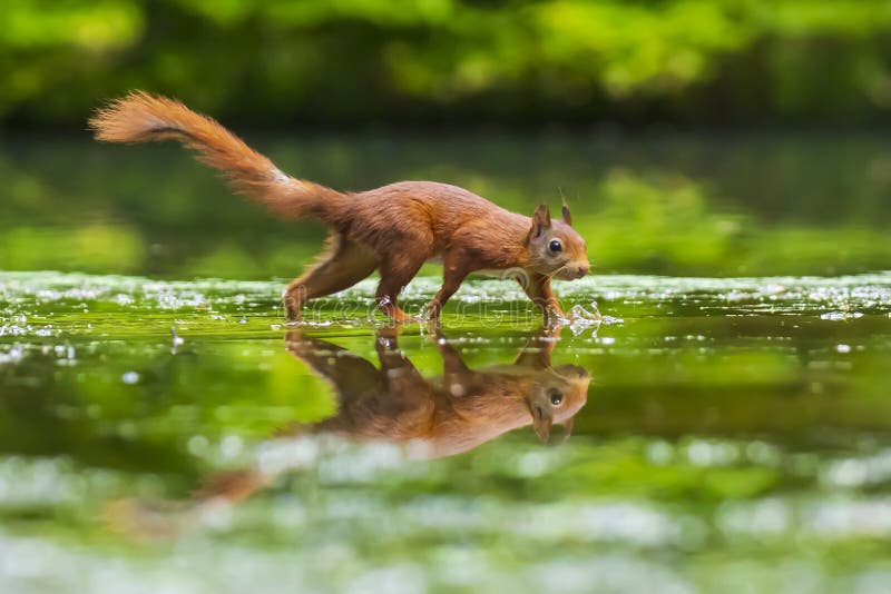 Cierre de una ardilla roja euriasiática salvaje sciurus vulgaris comiendo forraje en aguas poco profundas en el bosque. colores de imagenes de archivo