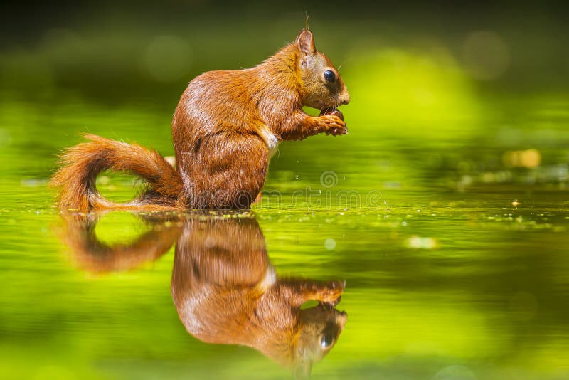 Cierre de una ardilla roja euriasiática salvaje sciurus vulgaris comiendo forraje en aguas poco profundas en el bosque. colores de foto de archivo libre de regalías