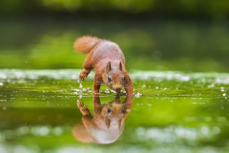 Cierre de una ardilla roja euriasiática salvaje sciurus vulgaris comiendo forraje en aguas poco profundas en el bosque. colores de fotos de archivo