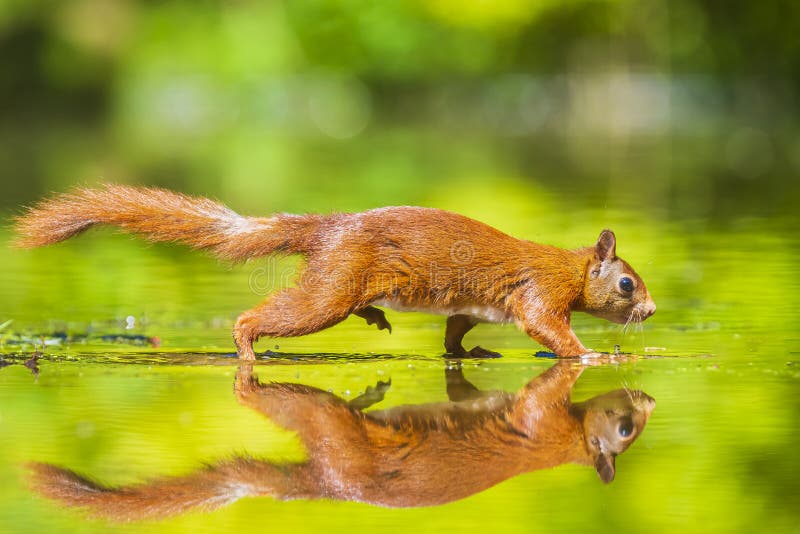 Cierre de una ardilla roja euriasiática salvaje sciurus vulgaris comiendo forraje en aguas poco profundas en el bosque. colores de imagen de archivo