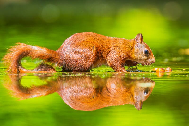 Cierre de una ardilla roja euriasiática salvaje sciurus vulgaris comiendo forraje en aguas poco profundas en el bosque. colores de imagenes de archivo