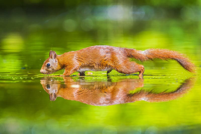 Cierre de una ardilla roja euriasiática salvaje sciurus vulgaris comiendo forraje en aguas poco profundas en el bosque. colores de fotografía de archivo