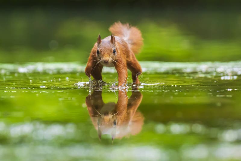 Cierre de una ardilla roja euroasiática salvaje, Sciurus vulgaris, comer, forjar en el bosque aguas poco profundas Bellos colores foto de archivo