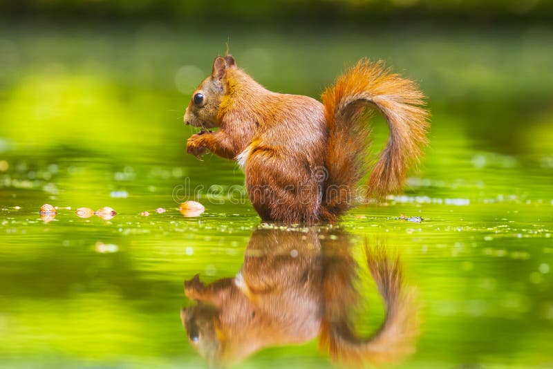Cierre de una ardilla roja euroasiática salvaje, Sciurus vulgaris, comer, forjar en el bosque aguas poco profundas Bellos colores fotografía de archivo