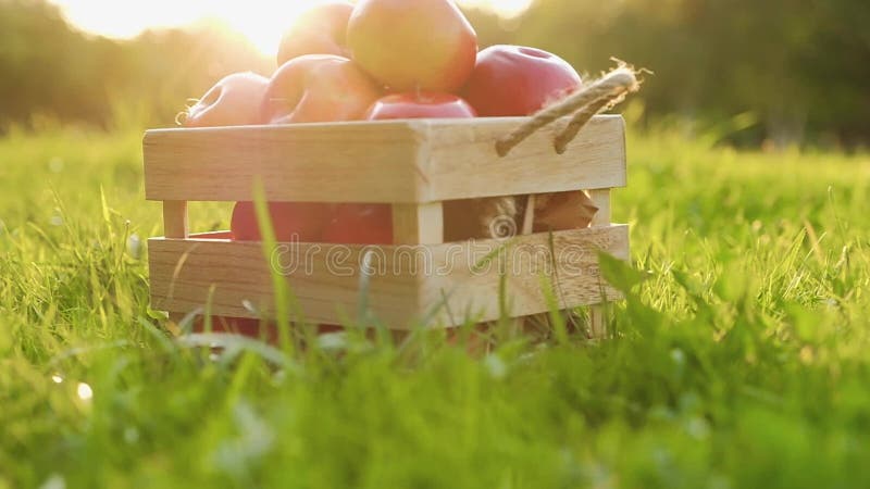 Cierre de una caja de madera con hermosas manzanas maduras rojas