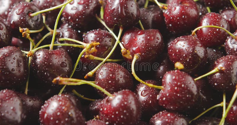 Cierre de una cereza de jugo madura roja mojada. gotas de agua en bayas. fondo de cerezas. seguimiento de vídeo en movimiento lent almacen de metraje de vídeo
