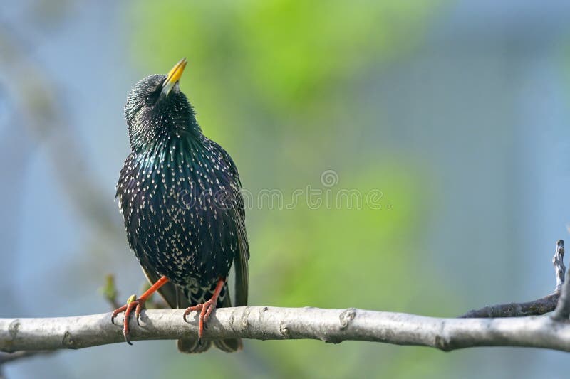 Cierre de una estrella en brunch fotos de archivo libres de regalías