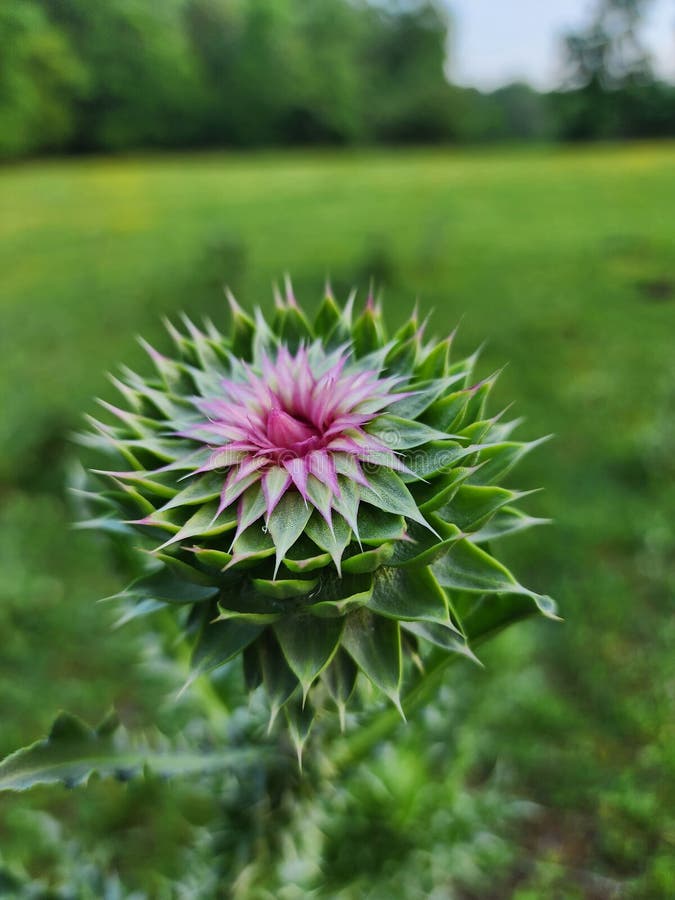 Cierre de una flor de cardo con un centro rosado vibrante y hojas de araña verdes. tennessee fotografía de archivo