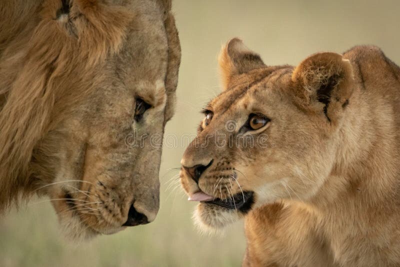 Close-up of cub reaching to nuzzle lion. Close-up of cub reaching to nuzzle lion