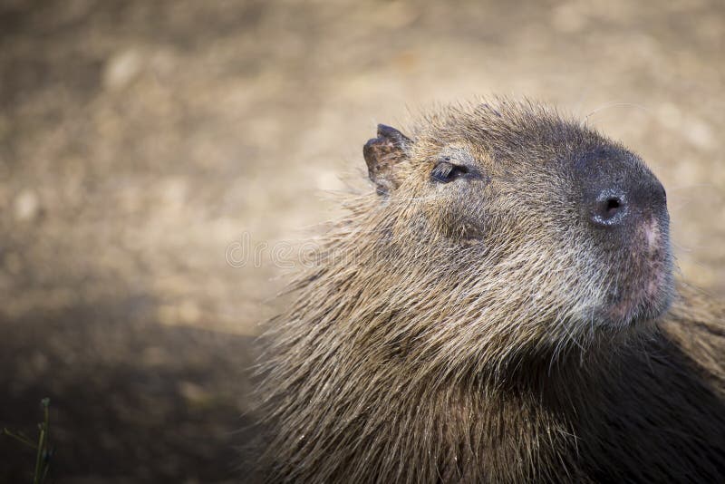 Cierre del Capybara encima del retrato foto de archivo libre de regalías Cierre del Capybara encima del retrato foto de archivo libre de regalías